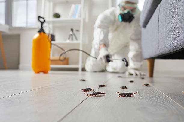 Commercial Kitchen Cockroach Control in Bellows Falls